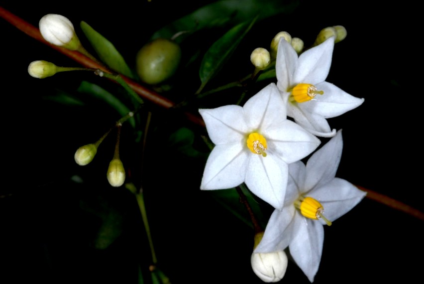 Scatti per Simonetta